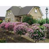 1709377903_bigfoto-name-p-shtambovaya-siren-v-landshaftnom-dizaine-18 (1)